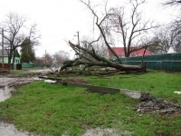 Филиал ОАО «Кубаньэнерго» Ленинградские электрические сети, Кущевский район, ст. Кущевская, декабрь 2010 года (падение дерева и обрыв линий электропередачи вследствие стихийных явлений)